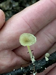 Gerronema subclavatum