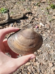 Utterbackiana suborbiculata