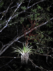 Tillandsia adpressiflora