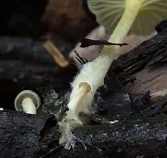 Gerronema subclavatum