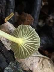 Gerronema subclavatum