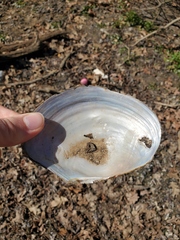 Utterbackiana suborbiculata