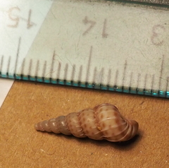 Epitoniidae