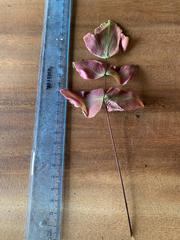 Adiantum macrophyllum