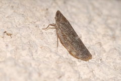 Cixidia pilatoi