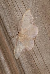 Idaea ostrinaria