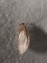 Wesmaelius subnebulosus