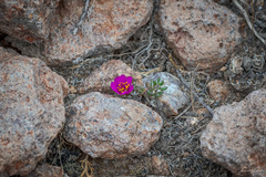 Portulaca philippii