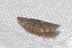 Cixidia pilatoi