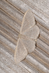 Idaea distinctaria