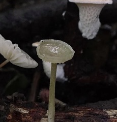 Gerronema subclavatum