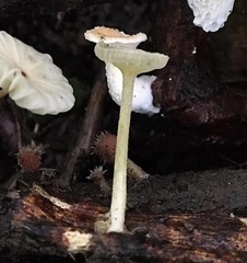 Gerronema subclavatum