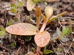 Epilobium angustum