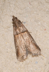 Acrobasis obliqua