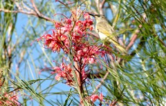Lichmera indistincta ocularis