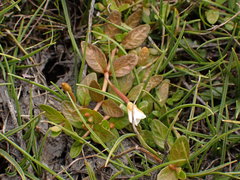 Epilobium angustum