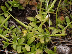 Epilobium angustum
