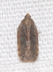 Cixidia pilatoi