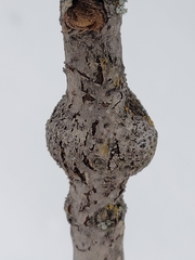 Euhexomyza schineri