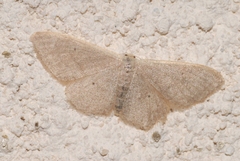 Idaea distinctaria
