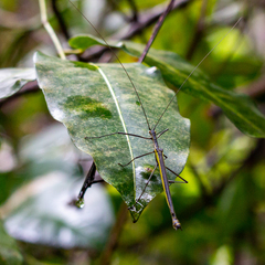 Paraphasma sooretama