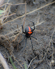 Latrodectus thoracicus