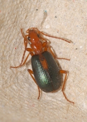 Brachinus sclopeta