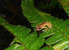 Pristimantis devillei