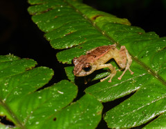 Pristimantis devillei