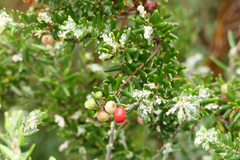Acrothamnus montanus