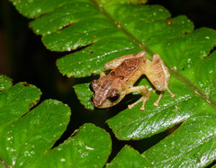 Pristimantis devillei