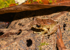 Pristimantis devillei