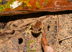 Pristimantis devillei