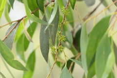 Eucalyptus stellulata