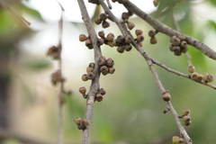 Eucalyptus stellulata