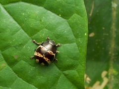 Platyphora fulvicornis