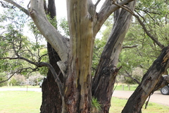 Eucalyptus stellulata