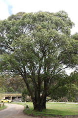 Eucalyptus stellulata