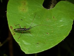 Disteniidae