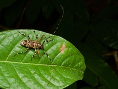 Macropophora trochlearis