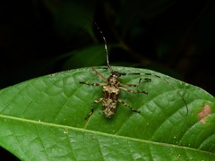 Macropophora trochlearis