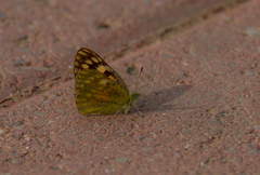 Colotis amata