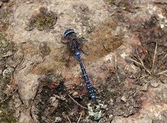 Rhionaeschna galapagoensis