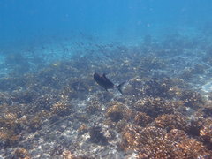 Caranx caballus