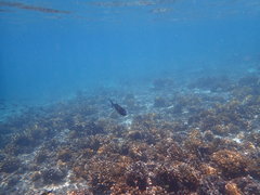 Caranx caballus