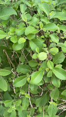 Vitex rotundifolia