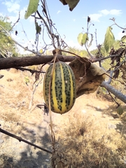 Polyclathra cucumerina