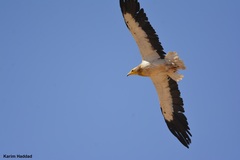 Neophron percnopterus