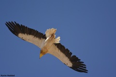 Neophron percnopterus
