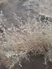 Magnoliopsida